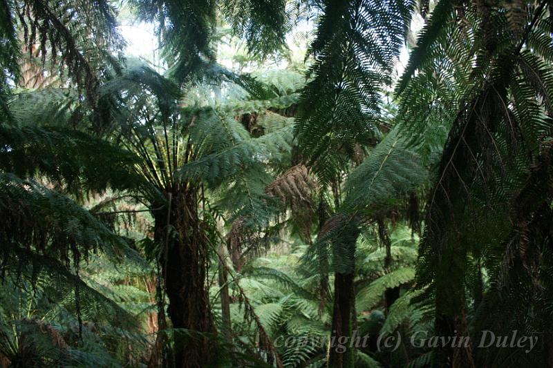 Tree fern gully, Pirianda Gardens IMG_7213.JPG